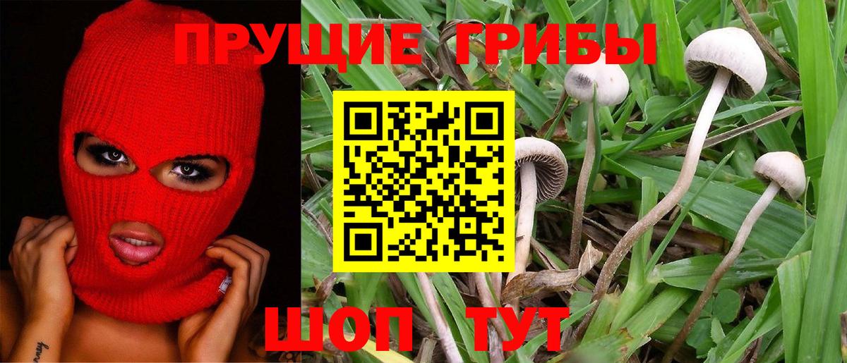 Родники  Псилоцибиновые грибы мицелий  Вход с VPN 